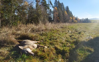 Pod Tatrami sa začal odstrel 50-tich vlkov. Ochranári povolenie kritizujú, vlani takto prišli vlčie mláďatá o rodinu
