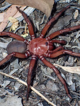 Podívej se na nový druh velkého pavouka. Staví si podzemní nory a dožívá se více než čtyřiceti let 