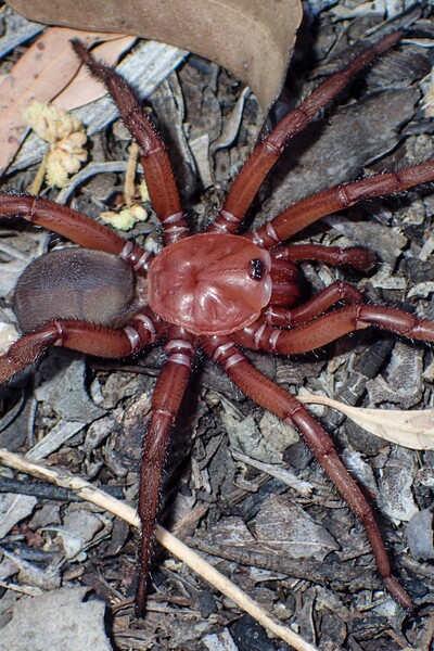 Podívej se na nový druh velkého pavouka. Staví si podzemní nory a dožívá se více než čtyřiceti let 