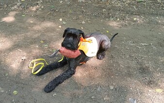 Pohřešovaného houbaře našel policejní pes Gandal. Press F to pay respect