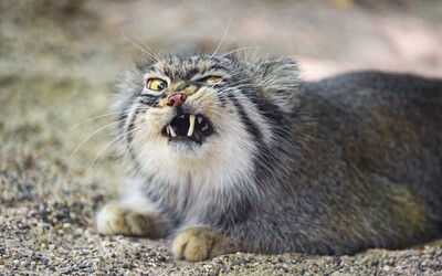 Poliaci zaradili mačky medzi cudzie invazívne druhy. Ročne u nášho severného suseda zabijú stovky miliónov zvierat