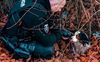 Policajná hliadka v Nitre zachránila uväzneného malého psíka, ktorý sa niekoľko dní trápil zakliesnený v plote