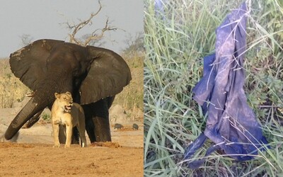 Policajti zverejnili, čo zostalo z pytliaka, ktorého udupal slon a potom zjedli levy
