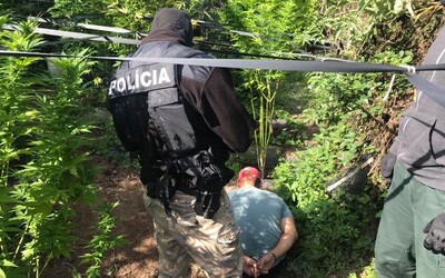 Polícia chytila pestovateľa marihuany. Jeho záhrada bola plná ilegálnej drogy