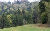 Polícia v Poľsku našla mŕtvolu strelca. Nachádzal sa v lese blízko Slovenska