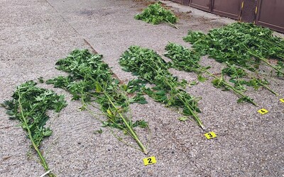 Polícia v Rimavskej Sobote chytila mladíkov, ktorí doma pestovali 9 rastlín marihuany. K obchodovaniu s drogami sa hneď priznali