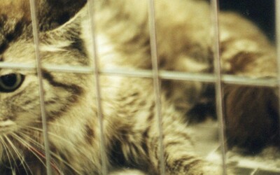 Policie zachránila tisíc koček před jatky. Jejich maso se mělo prodávat jako vepřové 