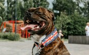 Policisté na Žďársku zastřelili agresivního psa, zaútočil na ně. Opilý majitel skončil na záchytce