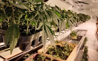 Policisté v bytě v Brně zajistili marihuanu za více než milion korun