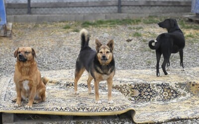 Poslanci rozhodli o zákaze uväzovania psov. Pravidlo začne platiť od budúceho roka 