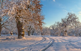Poslední týden roku bude slunečný, teploty většinou zůstanou nad nulou. Jak bude na Silvestra?