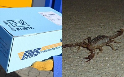 Pošta našla v zásielke živého škorpióna. Slováci si pred Vianocami posielajú aj pijavice a mŕtve hady