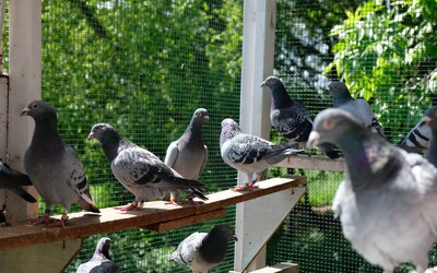 Poštové holuby zastihla počas pretekov vo Francúzsku búrka. Zahynuli alebo sa stratili tisíce vtákov