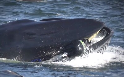 Potápěč uvízl přímo v tlamě obrovské velryby. Zvíře ho téměř spolklo se stovkami ryb