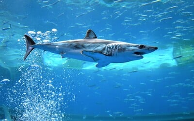 Potápači odfotili najrýchlejšieho žraloka na svete neďaleko Barcelony. Takto blízko pevniny sa tento druh nezvykne objavovať