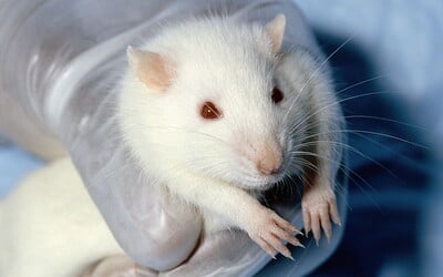 Potkan, ktorý v podstate nemá mozog, stále vidí, jeho sluch aj čuch fungujú normálne