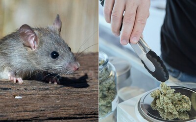 Potkany prišli na chuť marihuane, na policajnej stanici majú veselo. „Všetky sú úplne zhúlené,“ hovorí dôstojníčka 