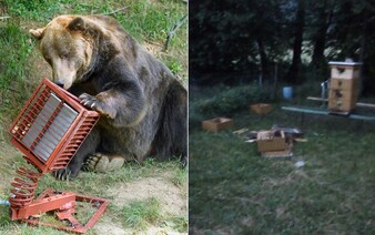 Povoľte nám odstrel. Medveď v noci vyčíňal v Detve, kde priamo v záhrade roztrhal kačice, miestni už prosia o pomoc