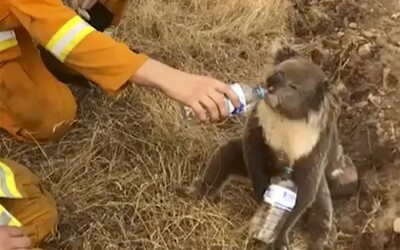 Podívej se, jak hasiči nabídli vodu koale, kterou zachránili před ohněm. Austrálii ohrožuje zhruba 200 požárů