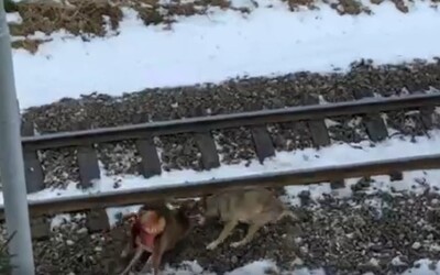 Pozri sa ako v Tatrách za bieleho dňa zaútočil vlk na jelenča. Po mláďati neskôr prešla električka