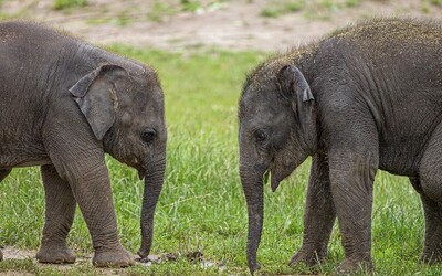 Pražská zoo bude o víkendu zavřená. Zaměstnancům ruší dovolené, zvířata zatím stěhovat nebude