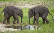 Pražská zoo bude o víkendu zavřená. Zaměstnancům ruší dovolené, zvířata zatím stěhovat nebude