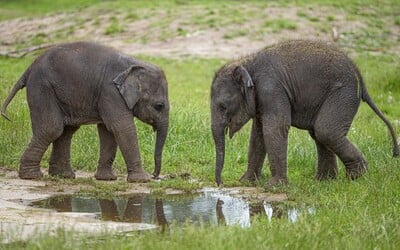 Pražská zoo bude o víkendu zavřená. Zaměstnancům ruší dovolené, zvířata zatím stěhovat nebude