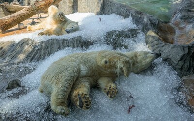 Pražská zoo jako nejchladnější místo v Česku! Návštěvníky čeká mrazivý program