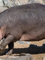 Pražská zoo má nový přírůstek. Přicestoval k nim tříletý hroch Tchéco