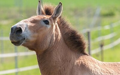 Pražská zoo přepraví do Kazachstánu několik koní Převalského