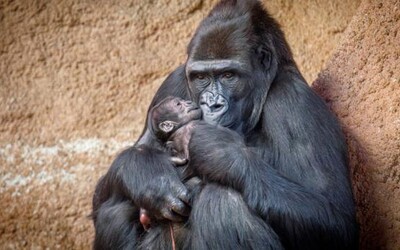 Pražská zoo slaví gorilí mládě. Z legendární Moji je babička