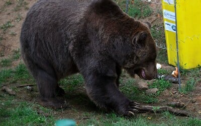 Pred medveďom najnovšie varovala už aj obec z východu Slovenska. Obecný úrad žiada obyvateľov, aby zostali obozretní