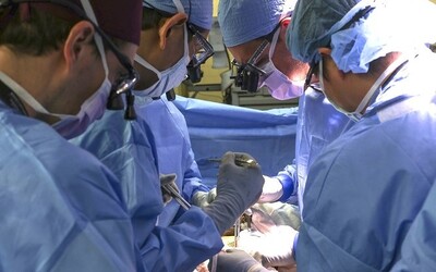 Prelomový míľnik v medicíne: mužovi v Bostone lekári úspešne transplantovali prasaciu obličku