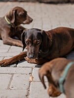 Přes sto tisíc Čechů a Češek požaduje vyšší tresty za týrání zvířat. Pomůžeš i charitativním během