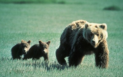 Pri Banskej Bystrici zastrelili medvedicu a tri mláďatá. Často vchádzali do zastavanej časti obce