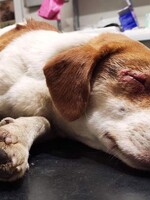 Pri Bardejove niekto vypálil psíkovi oči žieravinou. Bezbranné zviera počas sviatkov prežívalo ukrutné bolesti