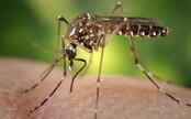 Pri Bratislave spozorovali invázny druh komára. Prenášať môže nebezpečnú horúčku dengue