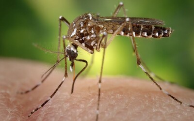 Pri Bratislave spozorovali invázny druh komára. Prenášať môže nebezpečnú horúčku dengue