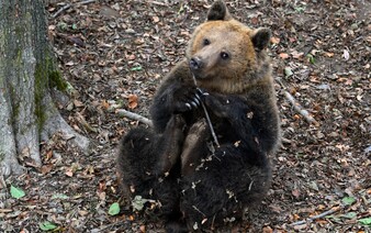 Pri Kremnici sa pohybuje 100-kilový medveď. Videli ho už tri dni po sebe