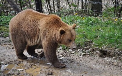Pri Prievidzi uhryzol bežca mladý 100-kilový medveď. Napadnutý muž zachoval chladnú hlavu a šelmu dokázal odplašiť