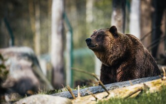 Pri Žiari nad Hronom zaútočil na človeka medveď. Zásahový tím sa už dva týždne snaží o jeho odstrel