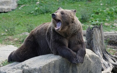 Pri Žiline opäť videli medveďa. Prechádzal sa za rodinnými domami pri futbalovom ihrisku