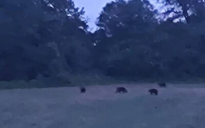 Pri Žiline spozorovali skupinu štyroch medveďov. Pohybovali sa neďaleko domov