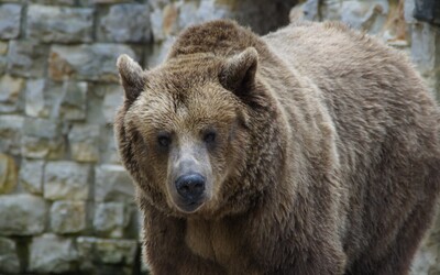 Pri dedine na východe Slovenska videli medveďa. Obec varuje obyvateľov