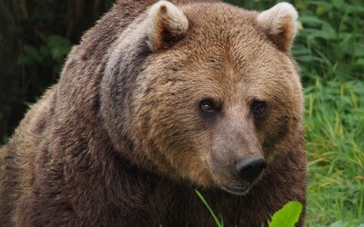 Pri penzióne v Tatrách videli medveďa, okolie monitoruje polícia aj zásahový tím
