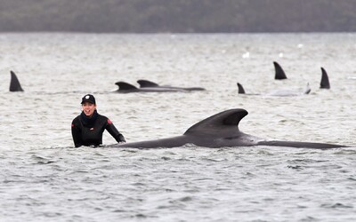 U pobřeží Austrálie uvízlo téměř 500 velryb. Více než polovina z nich už zahynula