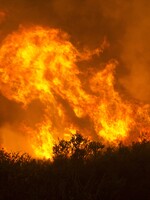 Při požárech v Bolívii zemřely více než 2 miliony zvířat. Oheň pohltil přes 4 miliony hektarů lesa