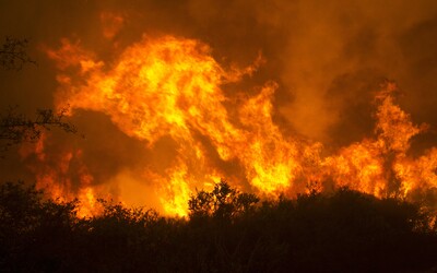 Při požárech v Bolívii zemřely více než 2 miliony zvířat. Oheň pohltil přes 4 miliony hektarů lesa