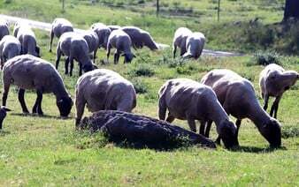Pri slovenských hraniciach objavili nákazu slintačky a krívačky. Prenáša sa vzduchom alebo dotykom