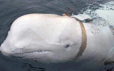 Pri švédskom pobreží našli špionážnu veľrybu, ktorú údajne vycvičili Rusi. Na popruhoch má zariadenie, ktoré znepokojilo expertov